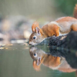 Red Squirrel by Erik Willaert