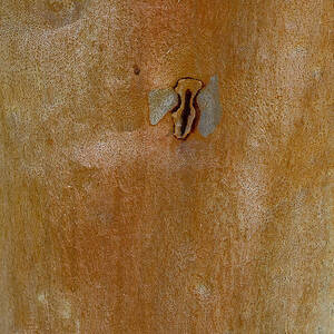 Redgum tree by Steven Ralser