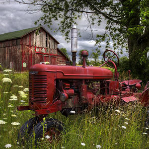 Reds in the Pasture by Debra and Dave Vanderlaan
