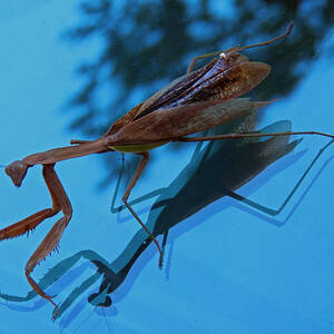 Reflections of a Mantis by Jennifer Robin