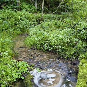 Ridgeway creek by Steven Ralser