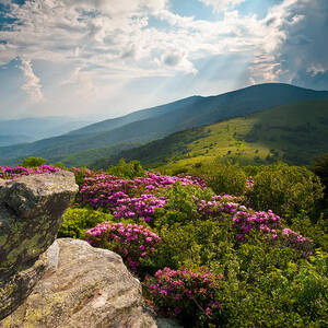 Roan Mountain from Appalachian Trail near Jane's Bald by Dave Allen