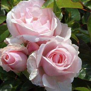 Rosa Many Happy Returns = 'harwanted' by Science Photo Library