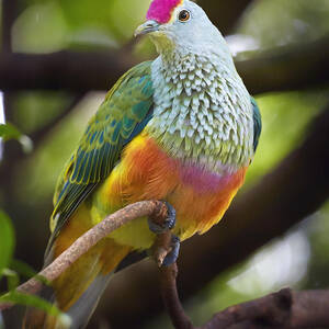 Rose-crowned Fruit-dove Australia by Martin Willis