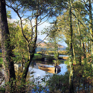 Ross Through Trees by Mark Callanan