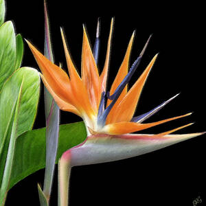 Royal Beauty I - Bird Of Paradise by Ben and Raisa Gertsberg