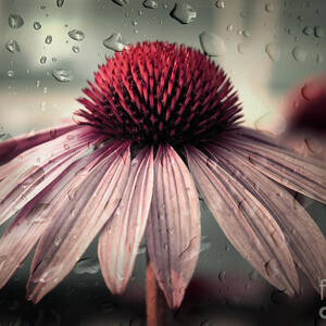 Sad Solitude by Aimelle Ml