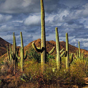Saguaro Cactus Forest near Tucson Arizona Photograph by Randall Nyhof ...