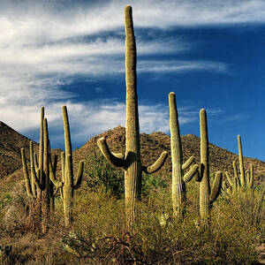 Saguaro Cactus Forest near Tucson Arizona Photograph by Randall Nyhof ...