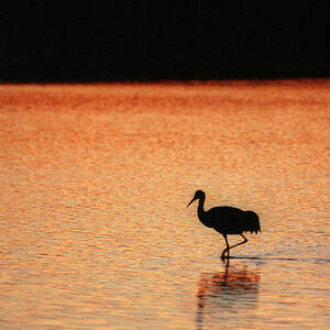 Sandhill Crane by Steven Ralser