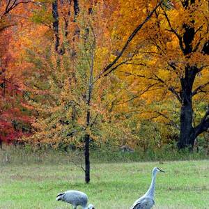 Sandhill Cranes by David T Wilkinson