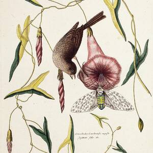 Savannah Sparrow And Cicada by Science Photo Library