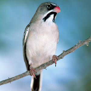 Scaly-feathered Finch by Science Photo Library