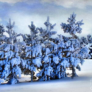 Scenic Winter  by Andrea Kollo