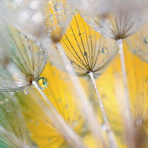 Seedhead With Raindrops by Jaynes Gallery