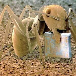 Sem Of Ant Holding A Microchip by Science Photo Library