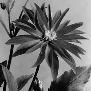 Semi-double Dwarf Pigmy Dahlia Flower by J. Horace McFarland