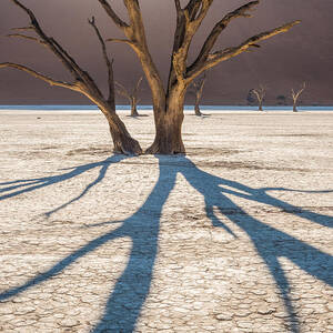 Shadow of the Camel Thorn - Dead Vlei Photograph by Duane Miller