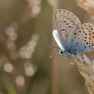 Silver Studded Blue Butterfly by A World Of Natural Diversity By Paul Shaw