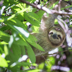 Single Sloth Climbing Tree by Matt Stirn