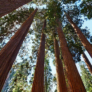 Skyscrapers - A grove of giant sequoia trees in Sequoia National Park in California by Jamie Pham