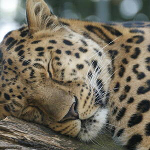 Sleeping Leopard by Chris Boulton