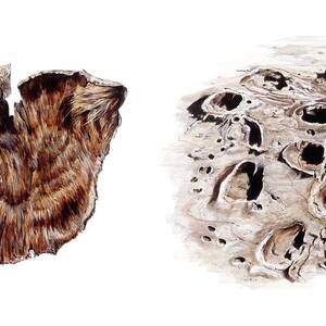 Sloth Skin And Mammal Fossil Footprints by Science Photo Library