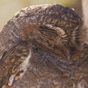 Snoozing by Mike Stephens