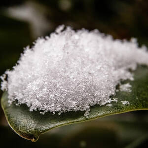 Snow served on a leaf by SAURAVphoto Online Store