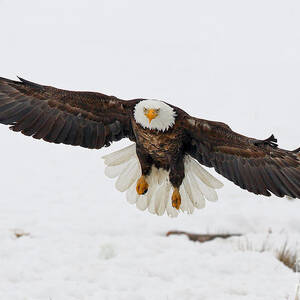 Snowy Landing by Bill Singleton