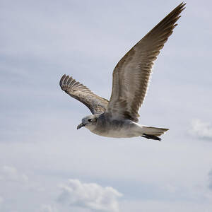 Soaring Gull by Daniel Murphy