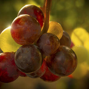 Sparkling Grape Cluster by Jean Noren