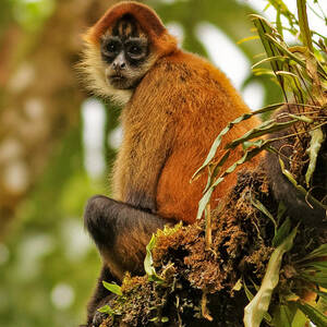 Spider Monkey in Costa Rica by Natural Focal Point Photography