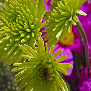 Splash of color by Dave Sandt