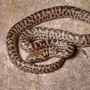 Spotted Python Antaresia Maculosa by David Kenny