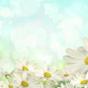 Spring Background with daisies by Sandra Cunningham