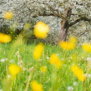 Spring meadow with yellow flowers by Matthias Hauser