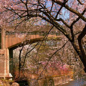 Spring - Meet me under the bridge by Mike Savad