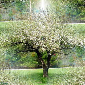 Spring Orchard by Shana Rowe Jackson