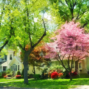 Spring - The Trees Are Flowering On My Street by Susan Savad