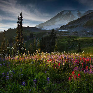 Spring time at Mt. Rainier Washington by Larry Marshall