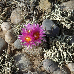 Spring Time Delight by Jerry McElroy