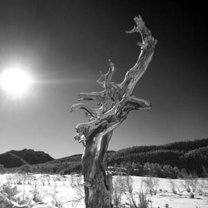 Standing Alone by Shane Bechler