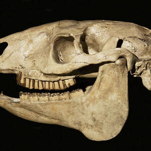 Stenomylus Hitchcocki Skull by Millard H. Sharp