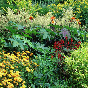 Summer Border by Science Photo Library