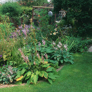 Summer Border Wattle Fencing Hostas 18. by Science Photo Library
