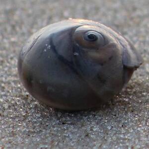 Sun on a Seashell by Robert Banach