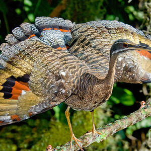 Sunbittern Displaying by Anthony Mercieca