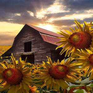 Sunflower Dance by Debra and Dave Vanderlaan