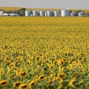 Sunflower Field by Science Photo Library